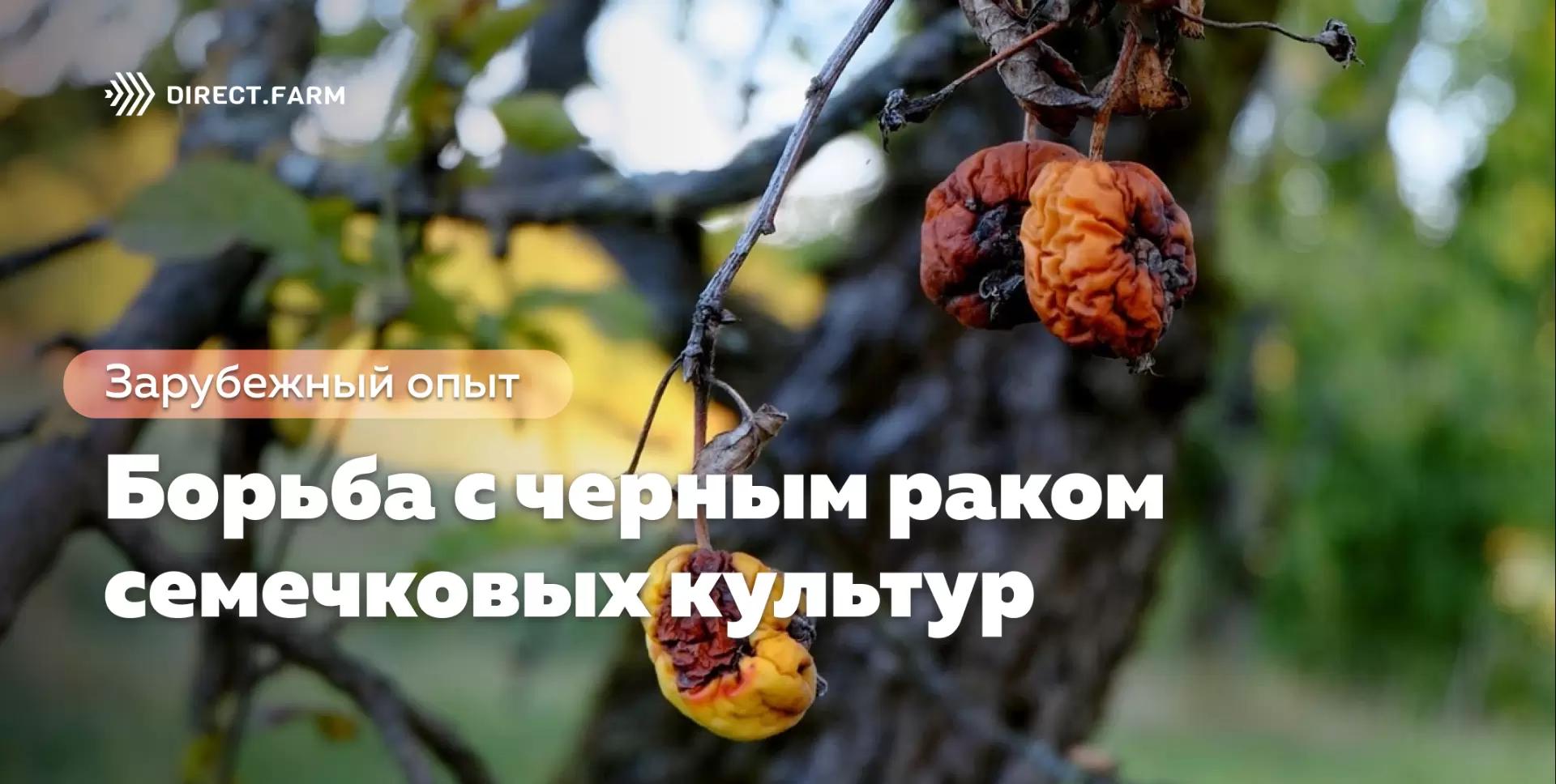 Борьба с черным раком плодовых культур