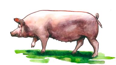 Крупная белая порода свиней