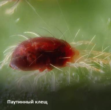 Основные вредители кукурузы: признаки поражения и методы защиты