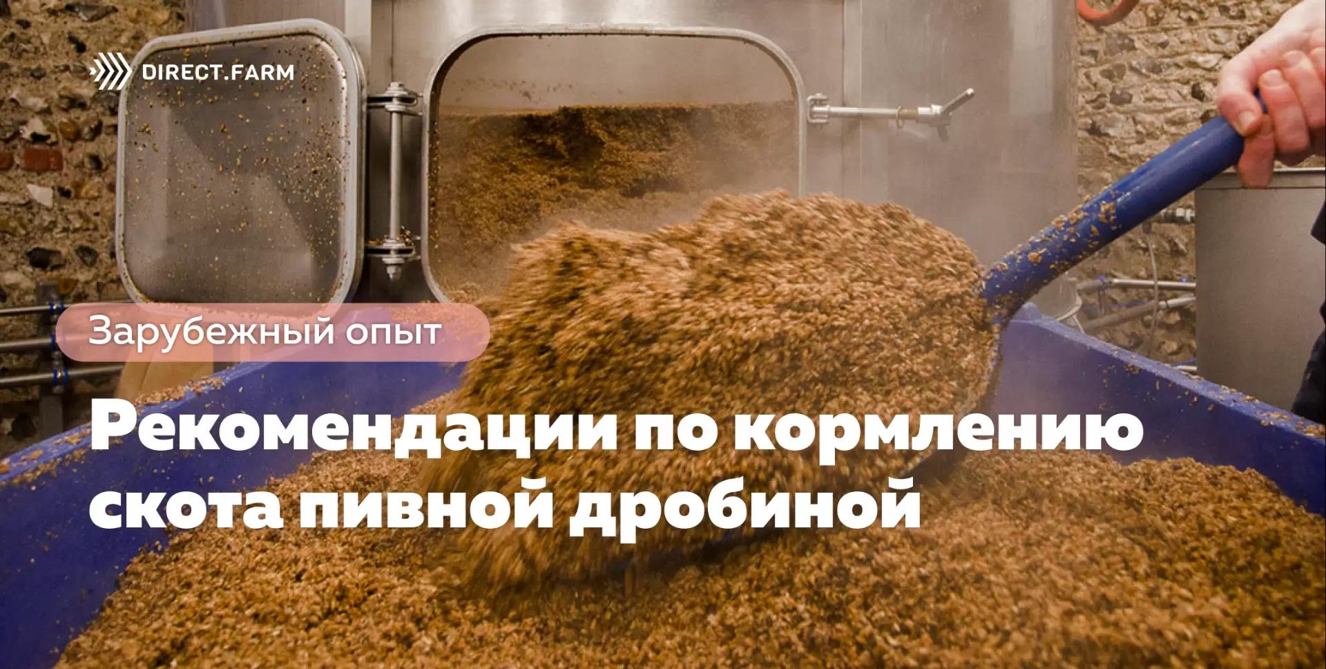 Рекомендации по кормлению скота пивной дробиной