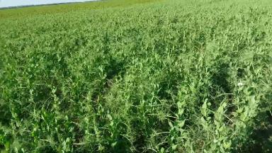 ГОРОХ важнейшая культура в сельском хозяйстве