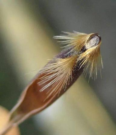 Очистка пшеницы от овсюга