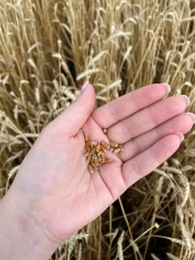 🌽 Промежуточные показатели демопосевов в АО ВЗП «Северное Алексеевское»