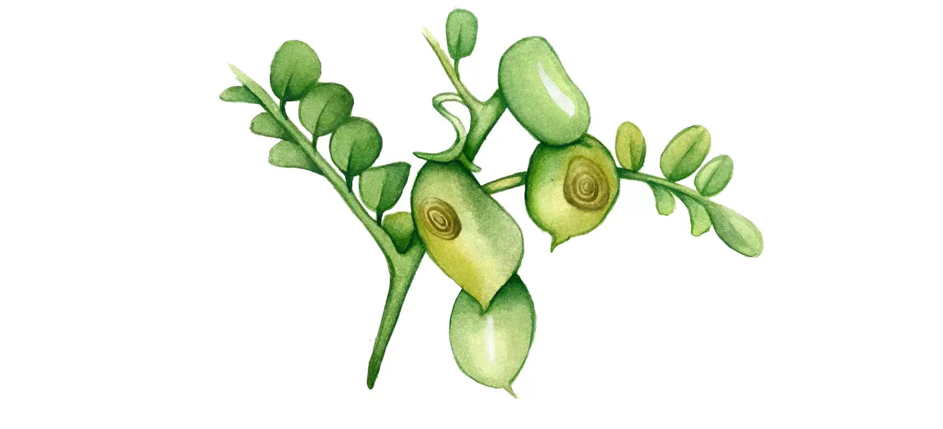 Антракноз нута