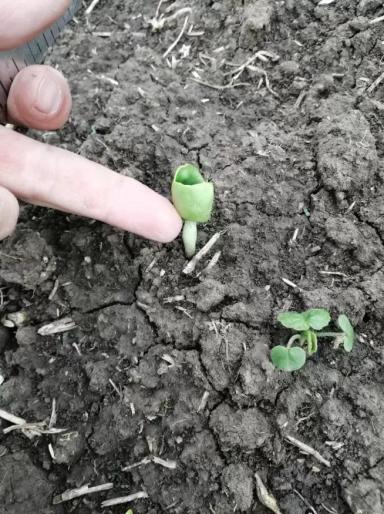 «Рюмочка» на всходах подсолнечника. Почему это произошло?