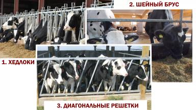 Варианты удобных ограждений кормового стола для молодняка КРС