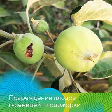 Борьба с вредителями сада