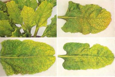 Марганец в растениях и почве