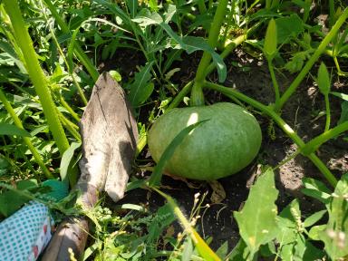 Органическая 🎃