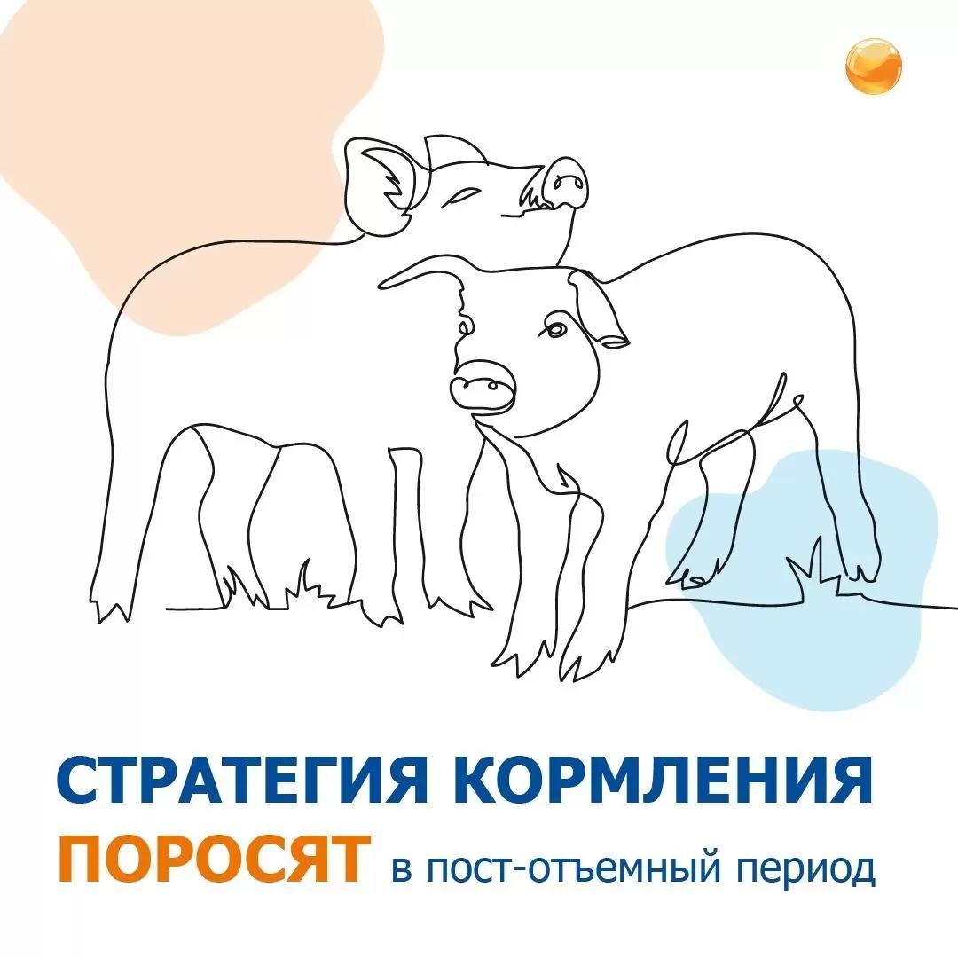 Стратегия кормления поросят 🐖 в пост-отъёмный период