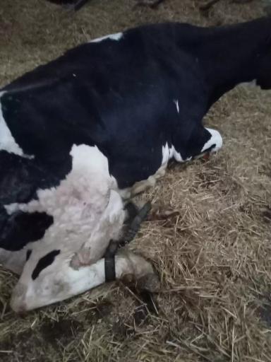 Путы при растяжениях связок у коров