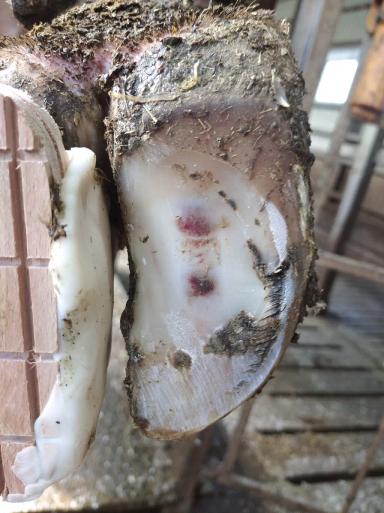 Подошвенные кровоизлияния