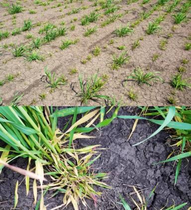 Желтая карликовость ячменя