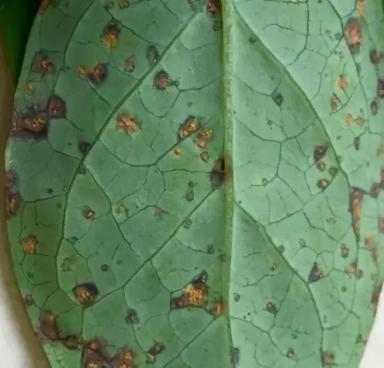 Ржавчина листьев голубики