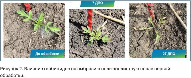 Долгосрочные инвестиции в чистоту полей по технологии КОНВИЗО® СМАРТ