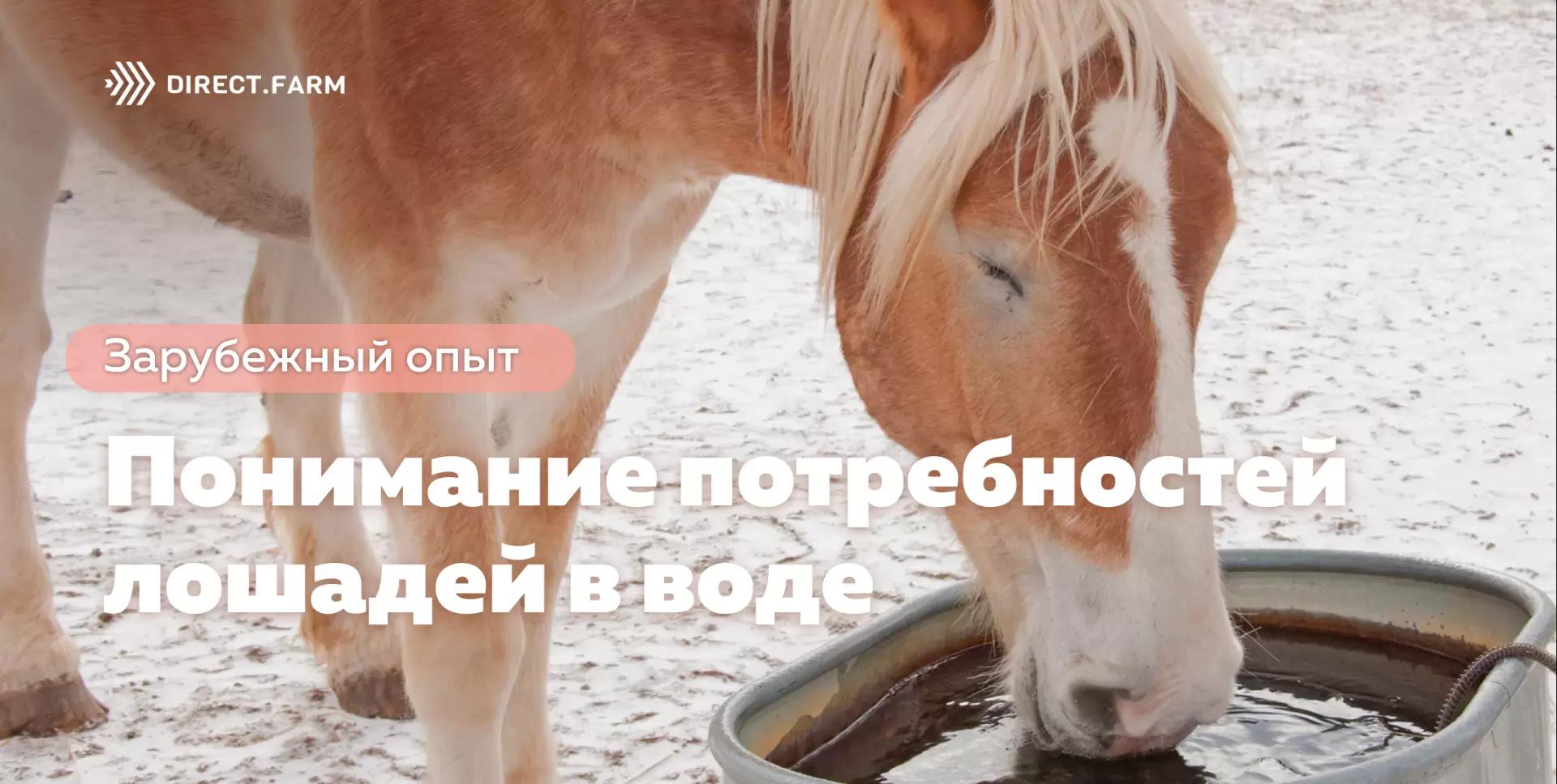 Понимание потребностей лошадей в воде