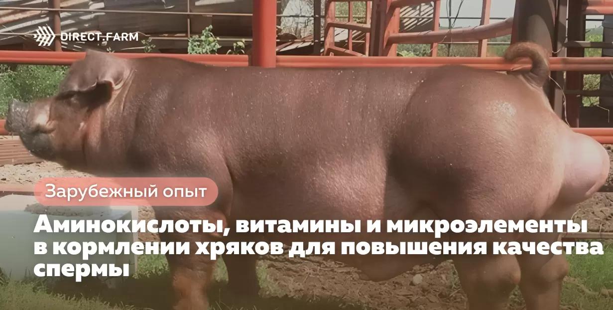 Аминокислоты, витамины и микроэлементы в кормлении хряков для качества спермы