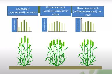Норма высева озимой пшеницы в зависимости от типа кущения сорта
