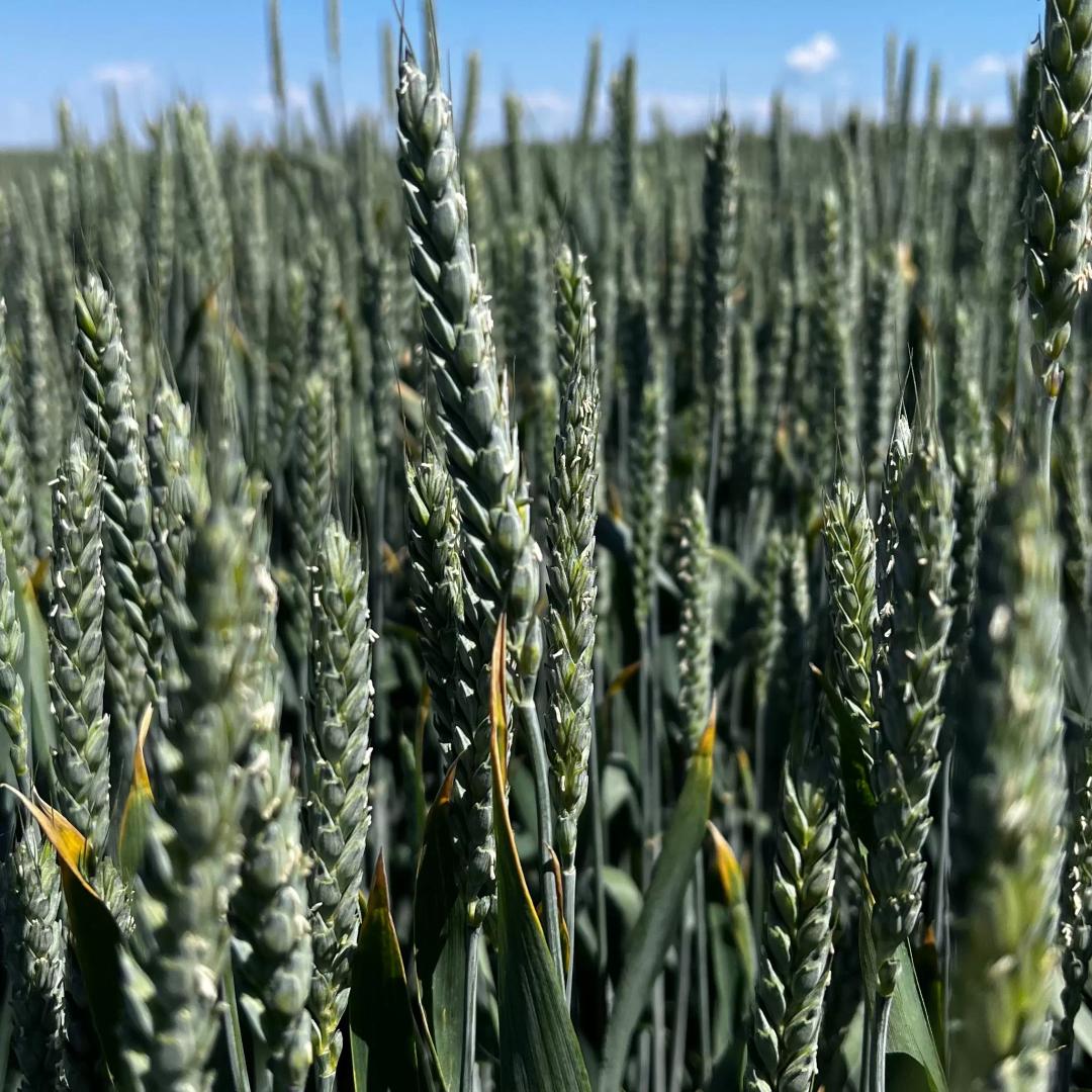 Озимая пшеница во всей своей красе.