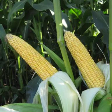 МАС 10. А - гибрид кукурузы ( Zea mays L.).