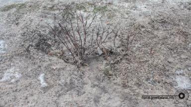 Ремедиация почвы после ПГС (противогололёдных смесей)