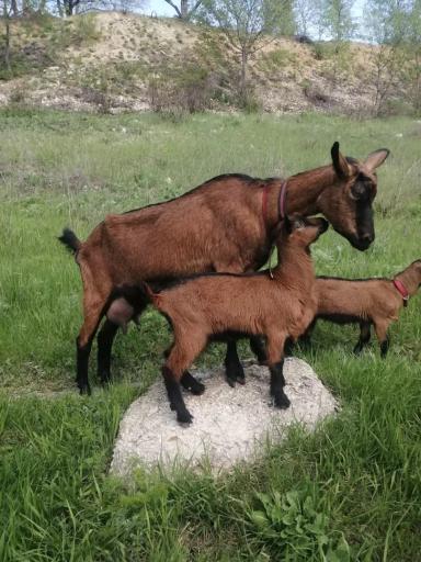 Бурая чешская 