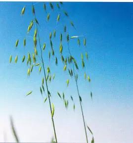 Овсюг обыкновенный