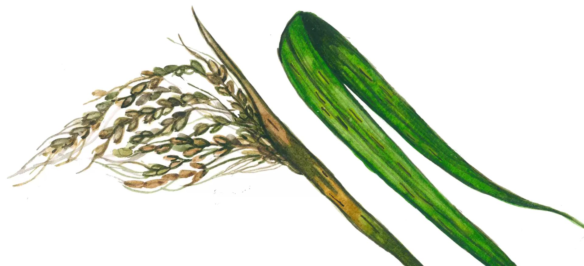 Аскохитоз риса