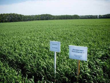 Новосибирская 31