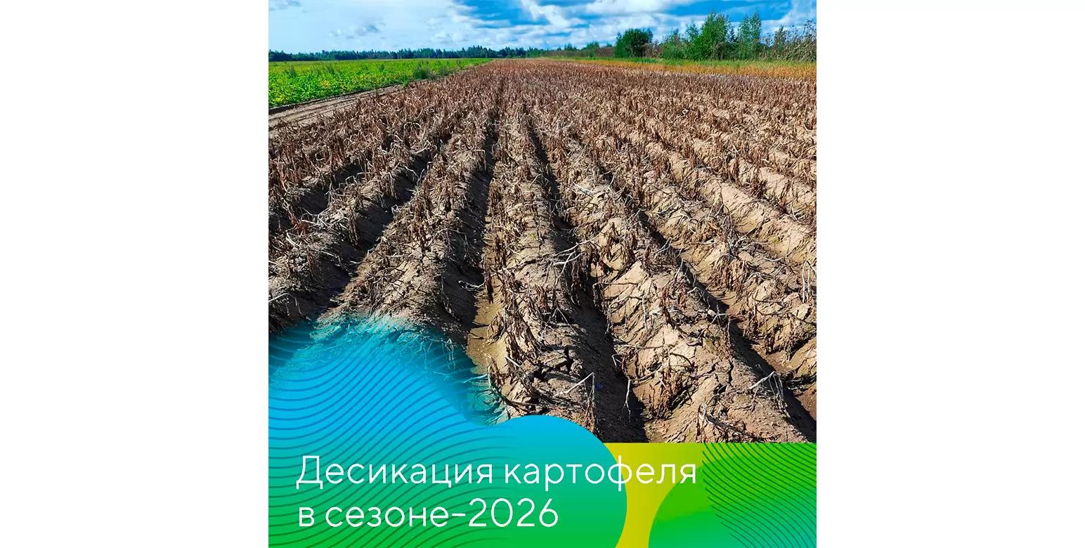 Рассказывает руководитель группы картофеля компании «Август» Александр Аниськов: