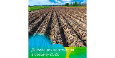 Рассказывает руководитель группы картофеля компании «Август» Александр Аниськов: