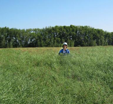 Эксперимент. Севооборот с яровым рапсом в Западной