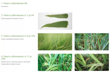 Как определить симптомы пятнистости листьев рамулярии у ячменя?