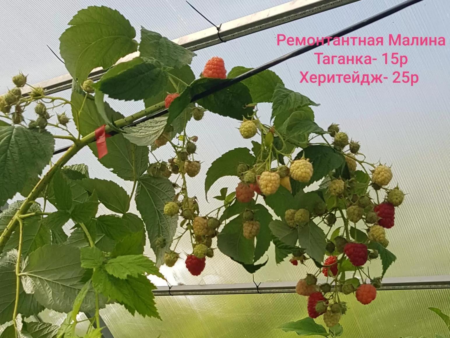 Саженцы Ремонтантной Малины и Ежевики