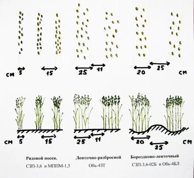 Широкорядный посев зерновых культур