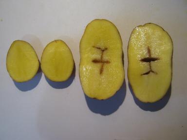 Влияние высокой дозы азотных удобрений на дуплистость клубней картофеля.