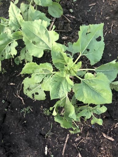 Здравствуйте коллеги. Побило градом подсолнечник и бахчевые. 