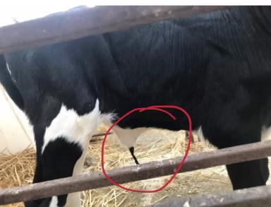 Как и чем обрабатывать пуповину новорожденному теленку?