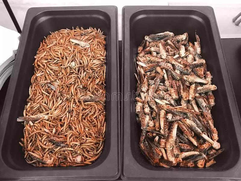 Евросоюз одобрил поставки еды из сверчков и личинок для людей