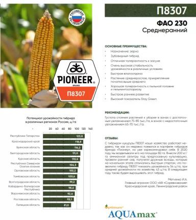 П 8307 - гибрид кукурузы Пионер