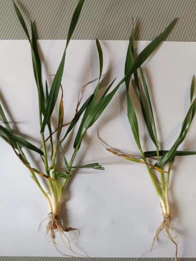 Вопросы для обсуждений: какая это фаза развития растений?