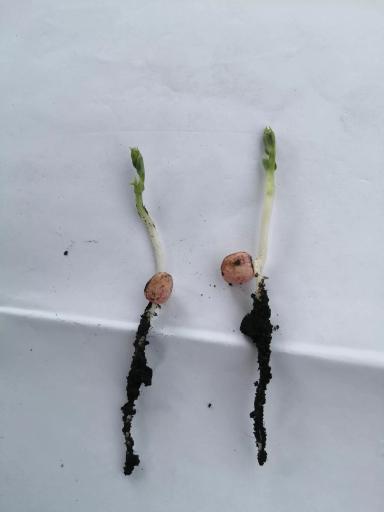 Эфективность Препарата ТОР