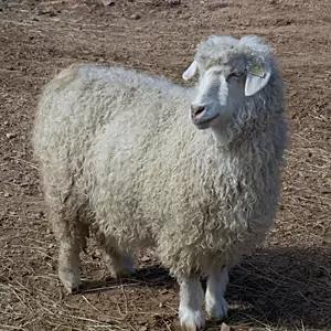 Пигорская порода коз