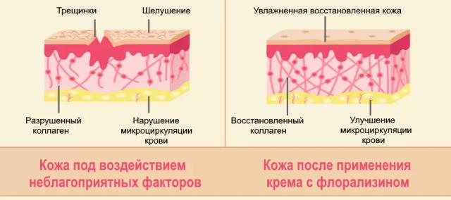 Флорализин — что это такое и как его получают?