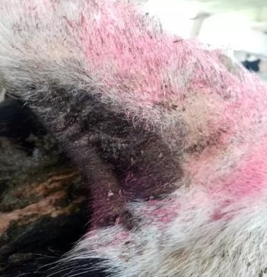 Хориоптоз жвачных животных