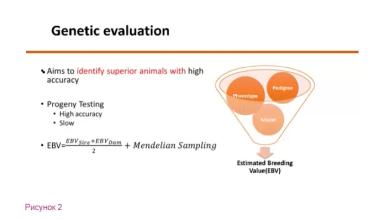 Генотип и окружающая среда: включение факторов среды в племенные оценки животных
