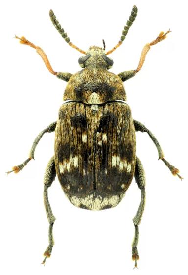 Гороховая зерновка (Брухус)