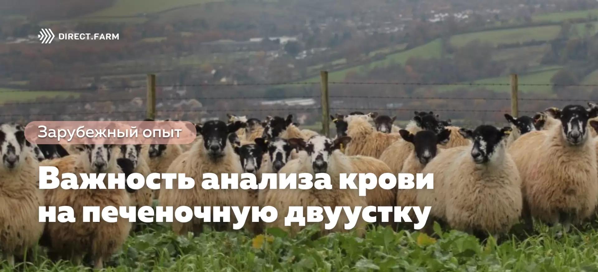 Основа успешной борьбы с печеночной двуусткой в зимний период