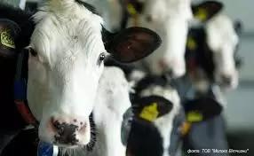 Разработан краситель для проведения ускоренной селекции рогатого скота