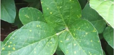 Зафиксировали вспышки пероноспороза (ложной мучнистой росы) сои